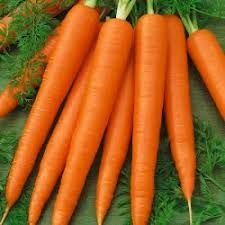 Fresh Carrot