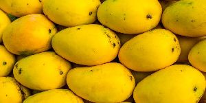 Fresh Mango