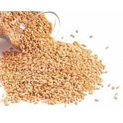 Hybrid Wheat Seeds