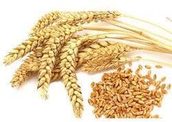 natural wheat seeds