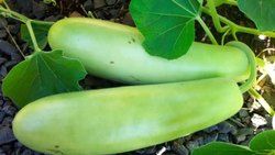 Organic Bottle Gourd