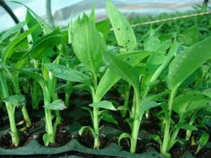 Banana Tissue Culture Plant