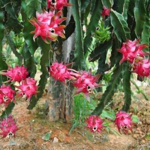 dragon fruit plant