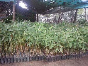 eucalyptus clone plant