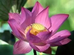 Lotus Plant