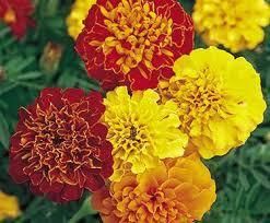 Marigold Plant