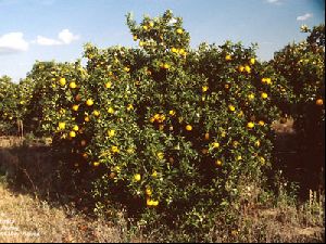 Orange Plant