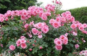 Pink Rose Plant