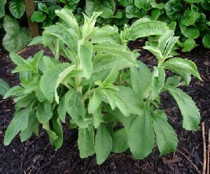 Stevia Plant