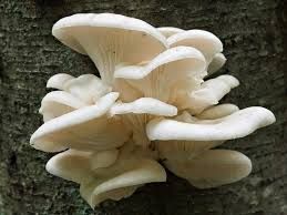 oyster dry mushroom