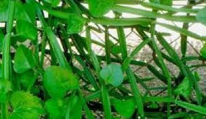 Cissus Quadrangularis Plant