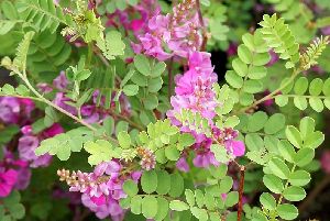 Indigofera Tinctoria Leaf