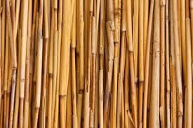 Raw Bamboo