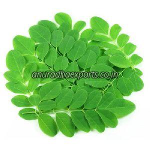 Fresh Moringa Leaves