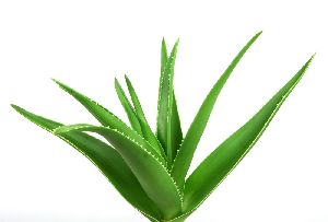 Fresh Aloe Vera Leaves