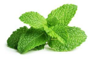 Fresh Mint Leaves