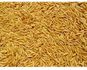 Yellow Paddy Seeds