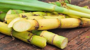 sugarcane sticks