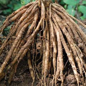 Asparagus Roots