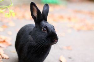 Havana Rabbit Meat