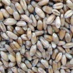 Animal Feed Wheat Seeds