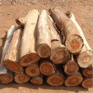 Timber Wood Logs