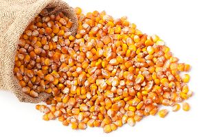 Maize Seeds