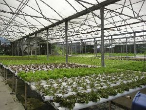 Aquaponics Greenhouse