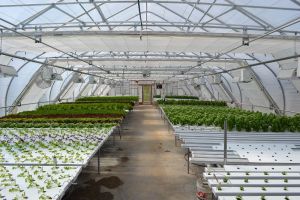 Hydroponics Greenhouse