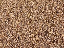 Sorghum Millet Seeds