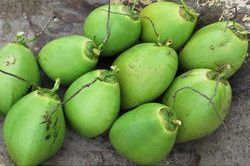 Organic Tender Coconut