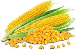 whole yellow maize