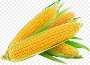 Fresh Yellow Maize