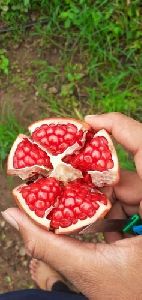 Fresh pomegranate