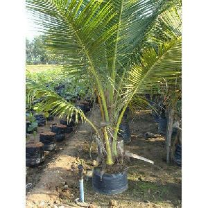 Coconut Plants