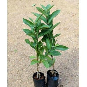 Guava Plants