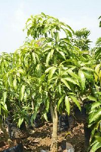 Mango Plants