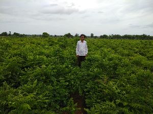 Curry Leaves