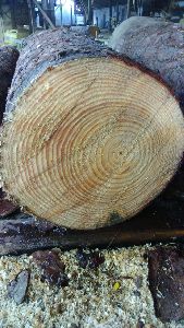 Southern Yellow Pine Wood Logs