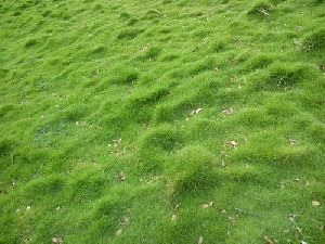 Korean Grass