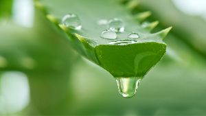 Aloe Vera Leaves