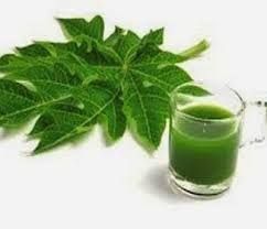 papaya leaf extract