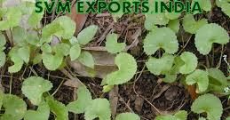 Centella Asiatica Leaves