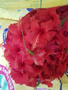 Hibiscus Rosa Sinensis Flower