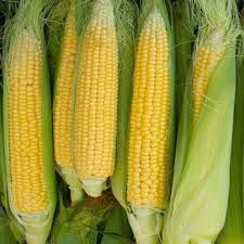 Sweet Corn