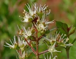 Henna Flowers Seeds