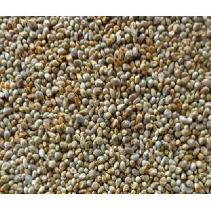 Pearl Millet Seeds