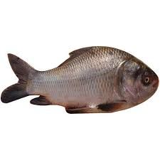 Catla Fish