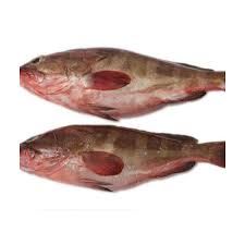 Pomfret