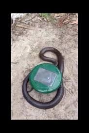 Snake Repeller